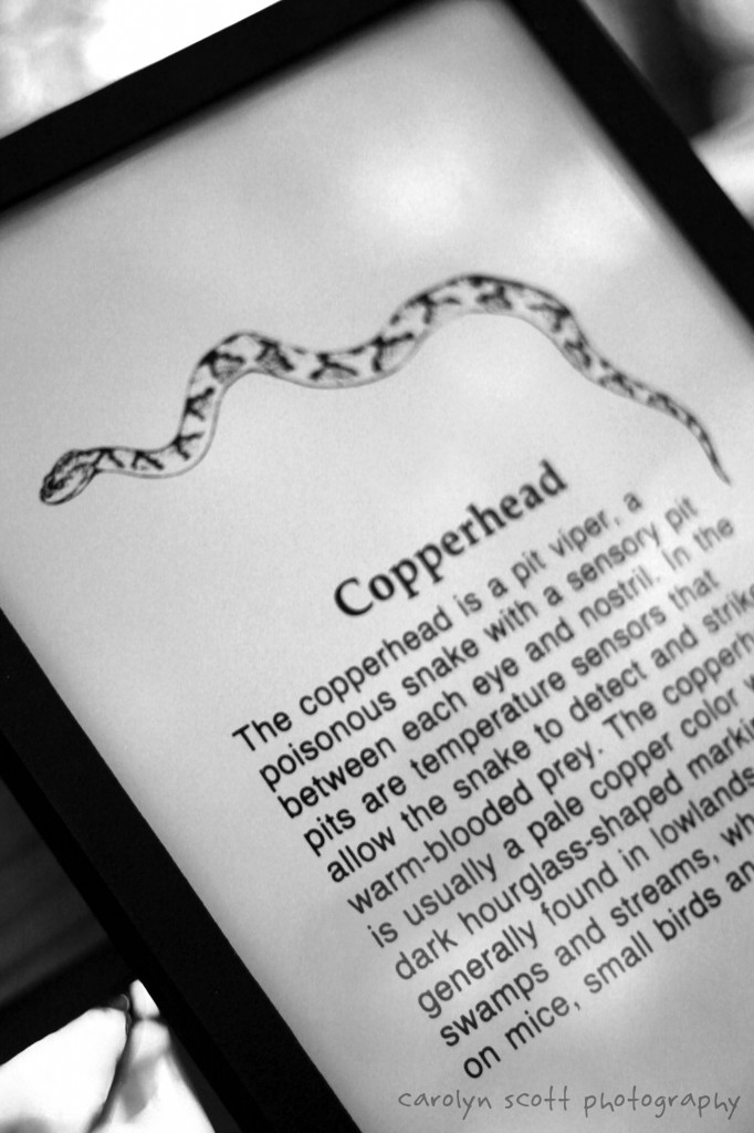 copperhead copperhead