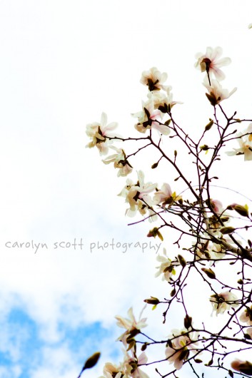 Tags 365 photography blog flowering trees flowers north carolina 