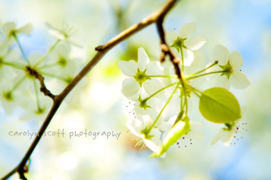 white cherry tree white cherry tree