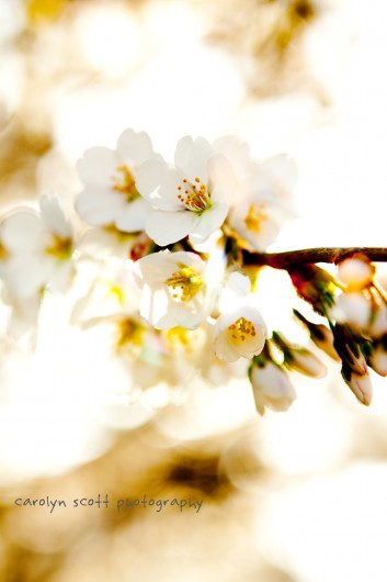 white cherry tree white cherry tree