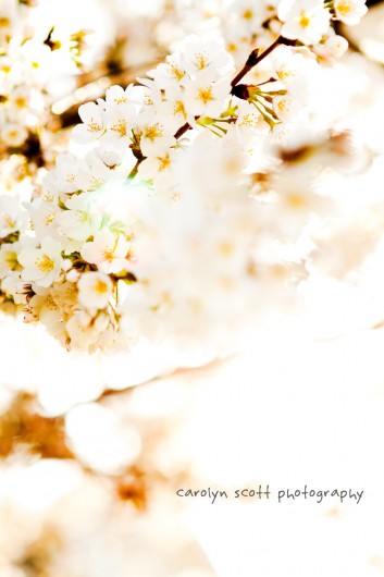 white cherry tree white cherry tree
