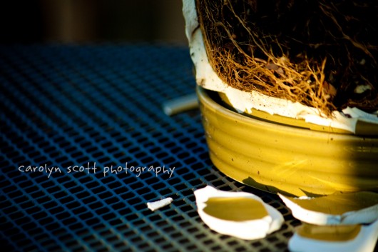 potted plant potted plant