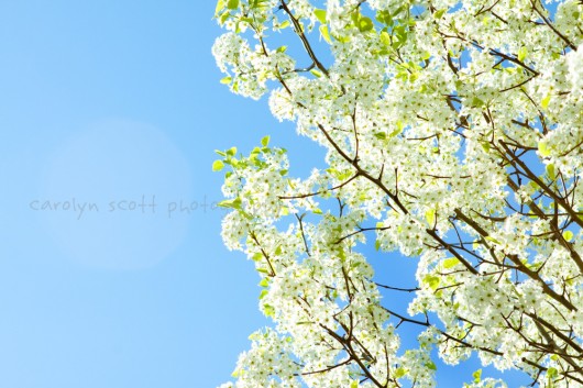 Tags 365 photography blog blooming tree flowering tree flowers nature
