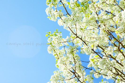 Tags 365 photography blog blooming tree flowering tree flowers nature 