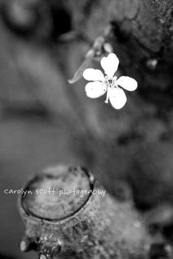 flower flower