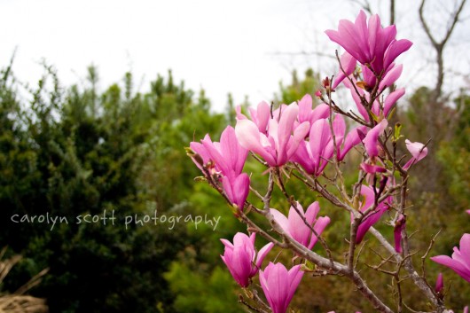 Tag flowering trees