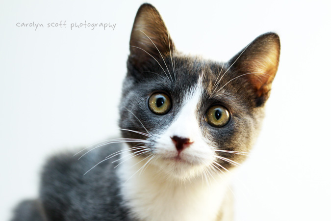 pet photography pet photography