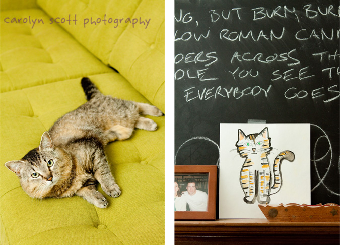 raleigh pet photographer raleigh pet photographer