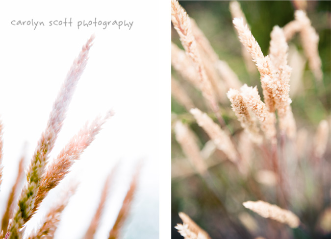 wheat wheat