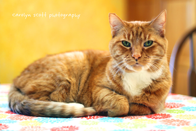 pet photography pet photography