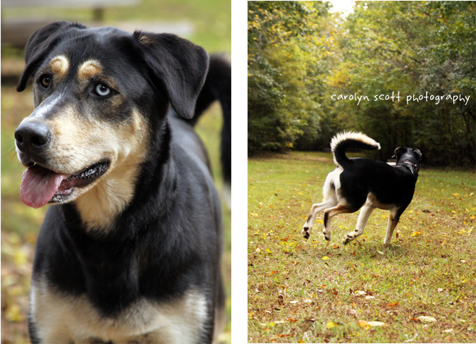 pet photography pet photography