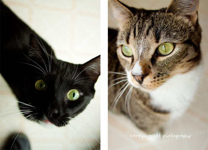 pet photography pet photography