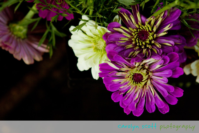 carolyn scott photography carolyn scott photography