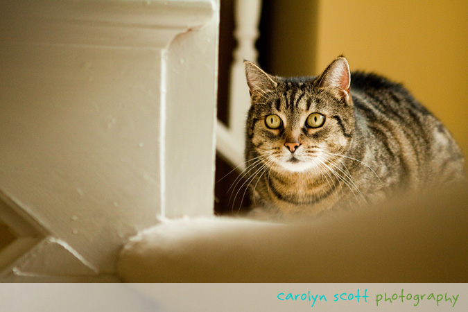 raleigh pet photographer raleigh pet photographer