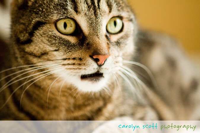 raleigh pet photographer raleigh pet photographer