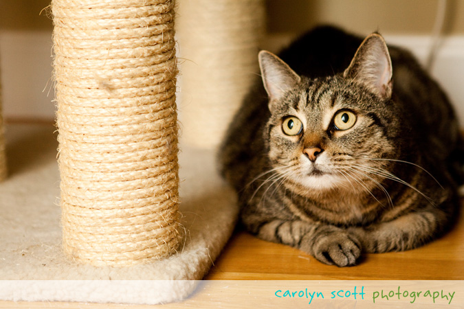 raleigh pet photographer raleigh pet photographer