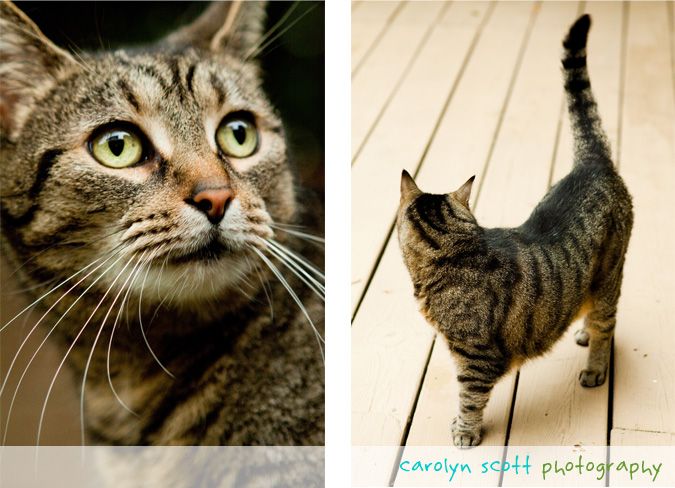 raleigh pet photographer raleigh pet photographer