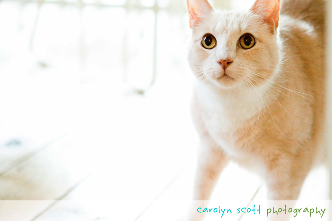 cat portrait cat portrait