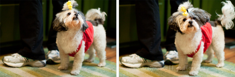 dog photography raleigh dog photography raleigh