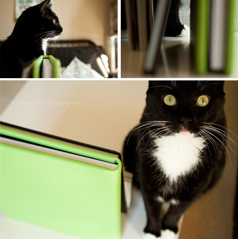wedding album cat wedding album cat