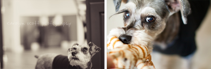 miniature schnauzer miniature schnauzer