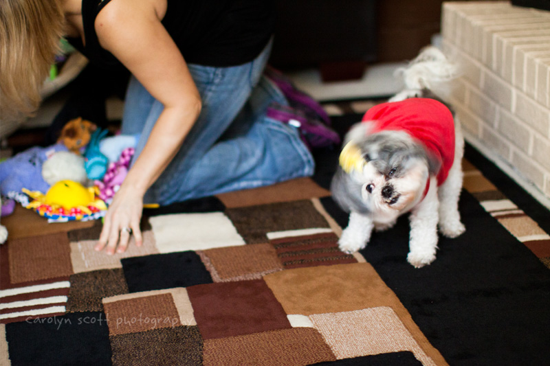 pet photographer raleigh nc pet photographer raleigh nc