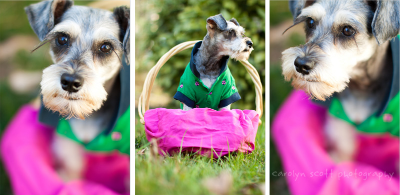 pet portraits raleigh nc pet portraits raleigh nc