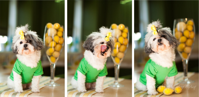 pet photographer raleigh pet photographer raleigh