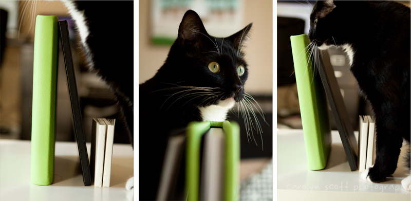 wedding album cat wedding album cat