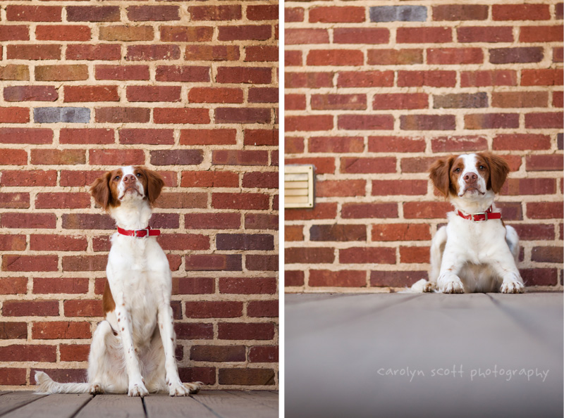 dog photographer dog photographer