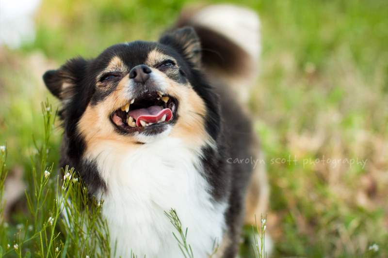 dog photographer raleigh dog photographer raleigh