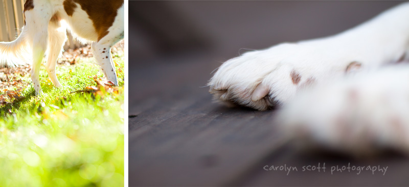 pet photography pet photography