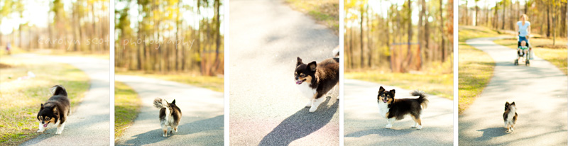 pet blog pet blog