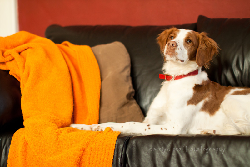 dog photographer dog photographer