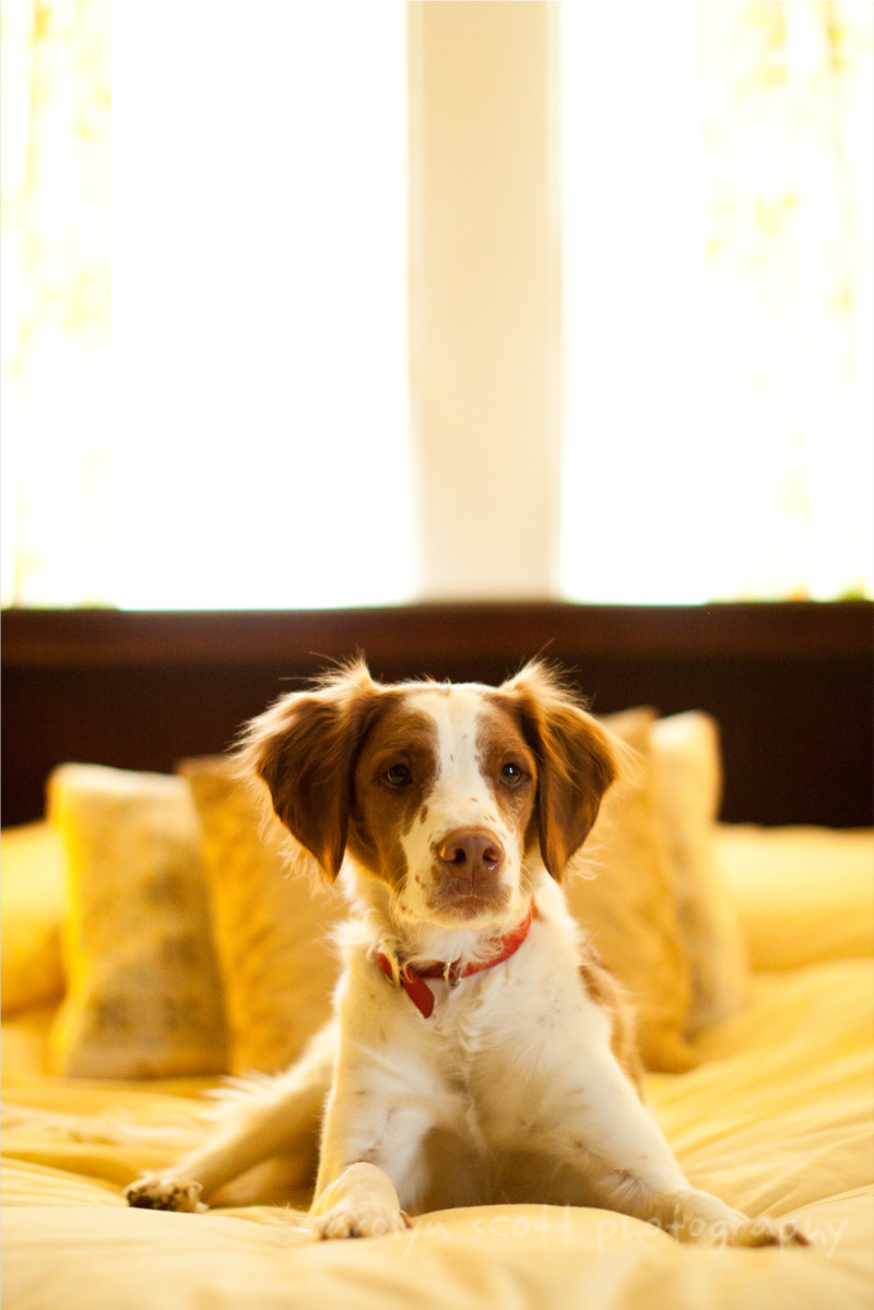 raleigh dog photographer raleigh dog photographer