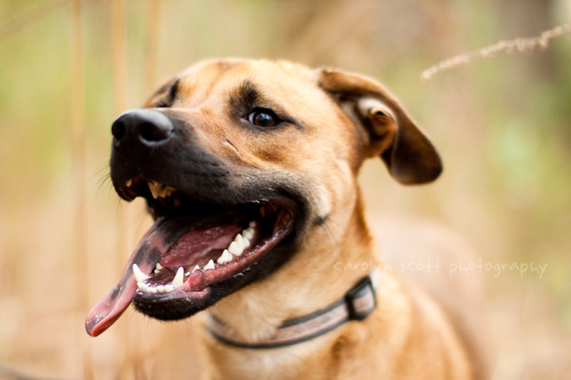 raleigh dog photographer nc raleigh dog photographer nc