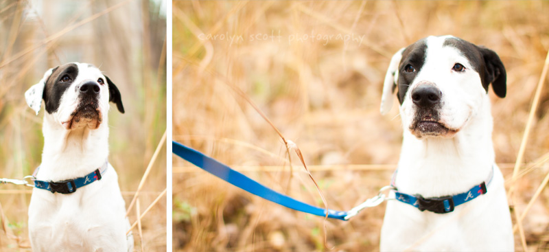 dog photographer raleigh nc dog photographer raleigh nc