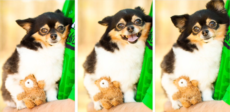 dog photographer raleigh dog photographer raleigh