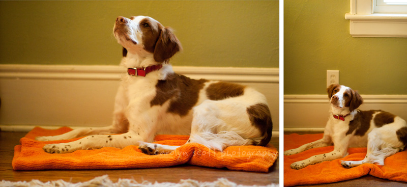 dog photographer raleigh dog photographer raleigh