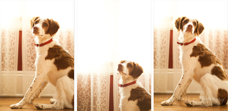 Brittany Spaniel Brittany Spaniel