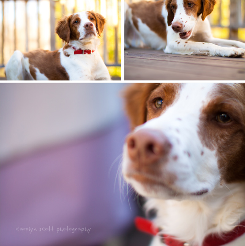pet photographer raleigh nc pet photographer raleigh nc