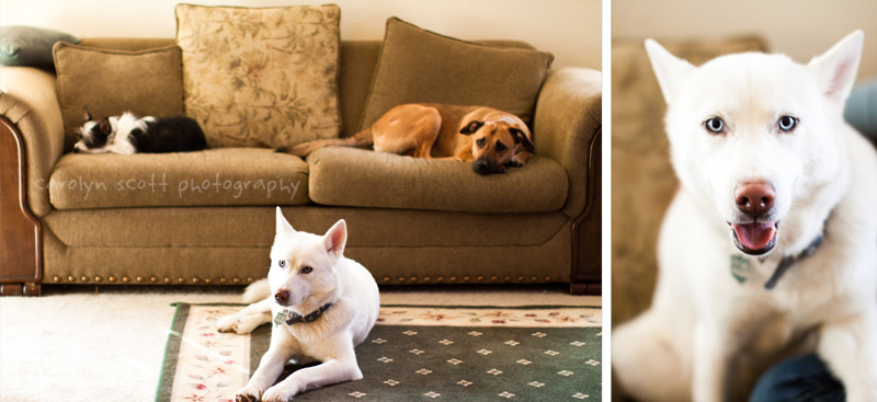 pet photographer pet photographer