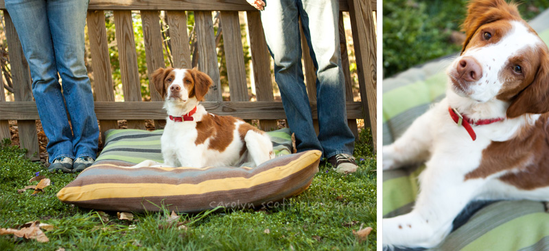 raleigh pet photographer raleigh pet photographer