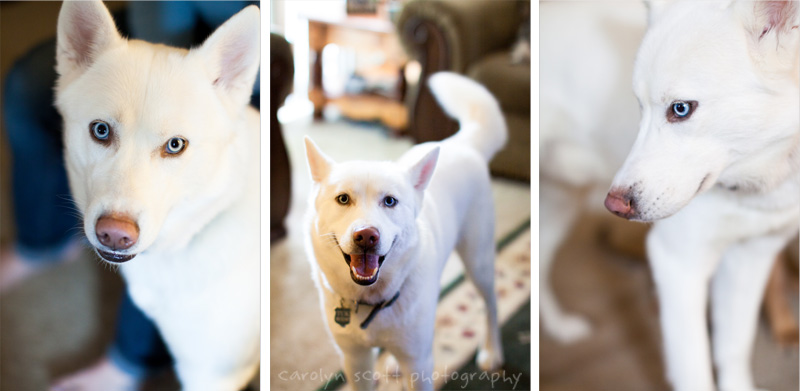 white husky white husky