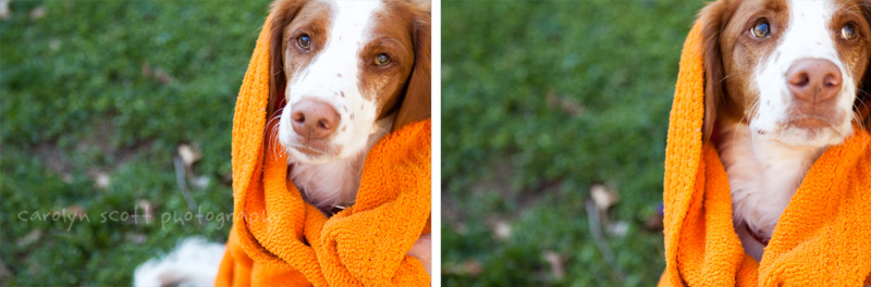 dog portraits dog portraits