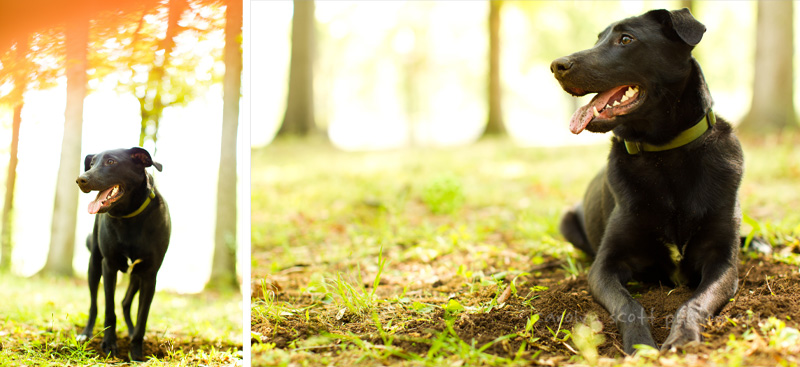 Charlotte pet photographer Charlotte pet photographer
