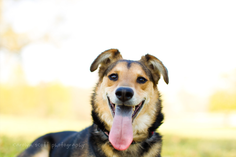 Raleigh dog photography