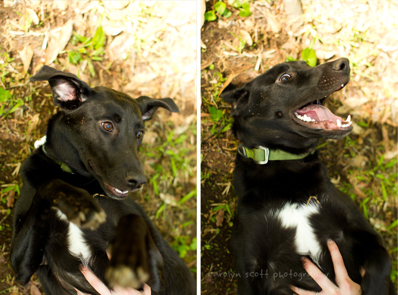 pet photographer pet photographer