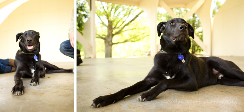 Charlotte pet photographer Charlotte pet photographer