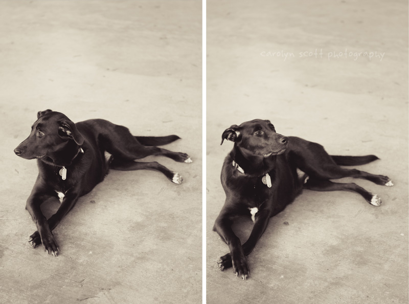 Charlotte pet photographer Charlotte pet photographer